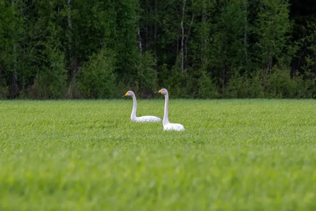 Kaksi laulujoutsenta pellolla. Taustalla metsää.